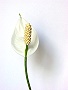 Topfpflanzen: Einblatt (lat. "Spathiphyllum") - Die Blüte