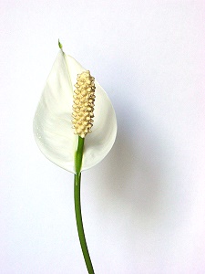 Topfpflanzen: Einblatt (lat. "Spathiphyllum") - Die Blüte
