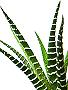 Topfpflanzen: Gebänderte Haworthie (lat. Haworthia Fasciata) - Das Blatt
