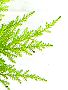 Topfpflanzen: Goldzypresse (lat. Cupressus Macrocarpa) - Das Blatt