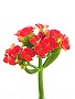 Topfpflanzen: Flammendes Käthchen (lat. Kalanchoe) - Die Blüte