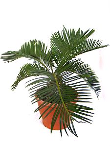 Topfpflanzen: Palmfarn (lat. Cycas Revoluta)