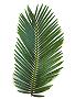 Topfpflanzen: Palmfarn (lat. Cycas Revoluta) - Das Blatt