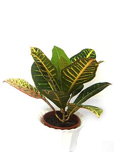 Topfpflanzen: Croton oder Wunderstrauch (lat. Codiaeum variegatum var. pictum)