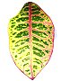 Topfpflanzen: Croton oder Wunderstrauch (lat. Codiaeum variegatum var. pictum) - Das Blatt