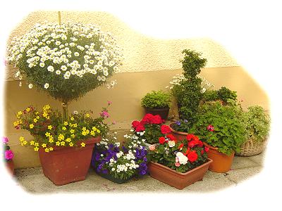 Pflanzen für den Außenbereich: Beet, Pflanzschale, Balkonkasten, ...