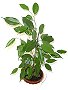 Topfpflanzen: Birkenfeige (lat. Ficus Benjamina)