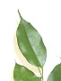 Topfpflanzen: Birkenfeige (lat. Ficus Benjamina) - Das Blatt