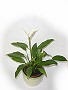 Topfpflanzen: Einblatt (lat. Spathiphyllum)