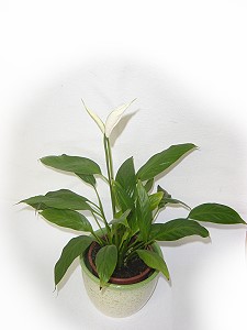 Topfpflanzen: Einblatt (lat. "Spathiphyllum")