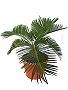 Topfpflanzen: Palmfarn (lat. Cycas revoluta)