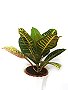Topfpflanzen: Croton oder Wunderstrauch (lat. Codiaeum variegatum var. pictum)
