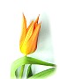 Schnittblumen, bei uns täglich frisch: Hier eine Tulpe, genauer: eine Ballerina-Tulpe
