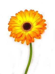 Schnittblumen, bei uns täglich frisch: Hier eine Gerbera - eine von vielen möglichen Farben