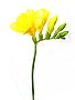 Schnittblumen, bei uns täglich frisch: Hier eine Freesie in gelb
