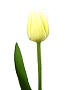 Schnittblumen, bei uns täglich frisch: Hier eine Tulpe in weiss