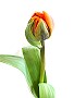 Schnittblumen, bei uns täglich frisch: Hier eine Tulpe, genauer: eine Princess Irene