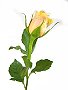 Schnittblumen, bei uns täglich frisch: Hier eine Rose