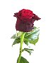 Schnittblumen, bei uns täglich frisch: Hier eine Rose
